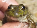 いつもの生き物と鳥の水浴び