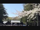 2024年4月29日 北海道神宮の表参道。桜が散る中で残る満開のソメイヨシノ