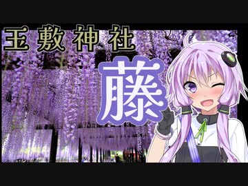 玉敷神社の藤