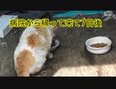 2024・猫の名前はしろNO39