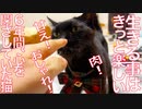 6年間心を閉ざしていた猫、生きる事を満喫する