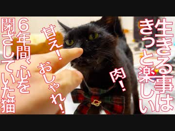 6年間心を閉ざしていた猫、生きる事を満喫する