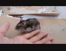 ハムスター飼いました。〜その161〜2024年4月だよ!!体重測定だよ!!