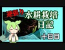 逆張り水耕栽培を楽しむずんだもん（十日目）