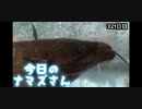 赤ちゃんなまず飼育日記 321日目