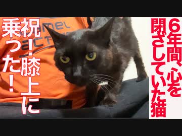 6年間心を閉ざしていた猫、遂に膝上に乗る