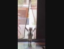 ホモと見るセクシーにカーテンを開ける猫