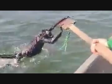 ホモと見る溺れて人間に助けを求めるサル