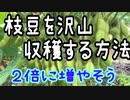 枝豆を沢山収穫する方法