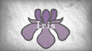 Iris / flower