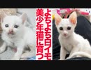 ヨチヨチ白イモ、美少女美少年子猫に育つ