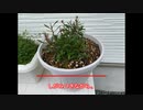 【男のガーデニング】クレマチス　ガウラを植える【グルグルポンポングルポンポン】