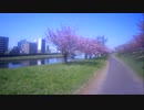 ｛川口｝荒川近くの土手の桜を見た