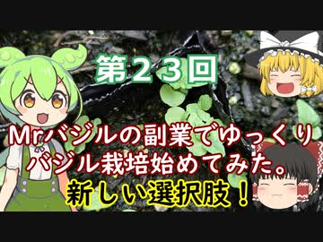 23話Mrバジルの副業でゆっくりバジル栽培始めてみた。