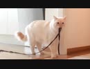 とある飼い猫ちゃんに30分お留守番をさせた様子が、健気過ぎて泣ける