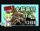 逆張り水耕栽培を楽しむずんだもん（12日目）