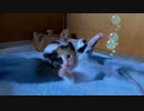 子猫のアーティスティックスイミング