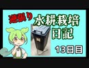 逆張り水耕栽培を楽しむずんだもん（13日目）
