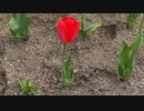 やっと春が来た！③チューリップ！ Tulip.