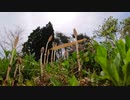 やっと春が来た！ ②つくし！ Horsetail.
