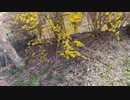 やっと春が来た！ ②マンサクの花！ Japanese Witch-hazel.