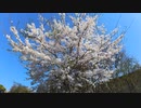 やっと春が来た！ ③桜の花！ Cherry Blossom.