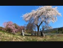 やっと春が来た！ 枝垂桜と八重桜！ Weeping Cherry Blossoms & Double Cherry-Blossoms.