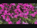 やっと春が来た！②芝桜！ Moss phlox.