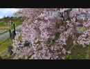 やっと春が来た！ ④八重桜！ Double Cherry-Blossoms