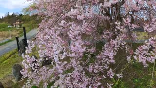 やっと春が来た！ ④八重桜！ Double Cherry-Blossoms