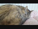 拾いねこ＠生後4286/211日目　今日も匠さん回。