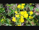 やっと春が来た！ ③野イチゴ！ Wild strawberries.