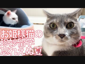 緊急預かりのお姫様猫、珍妙留学の忘れえぬ夏