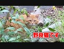 【野良猫】来る訳を知りたい…