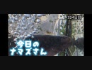 赤ちゃんなまず飼育日記 324日目