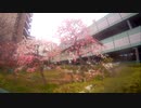 ｛十条｝サクラその1
