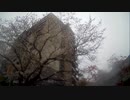 ｛十条｝サクラその2