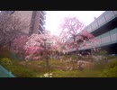 ｛十条｝サクラその4