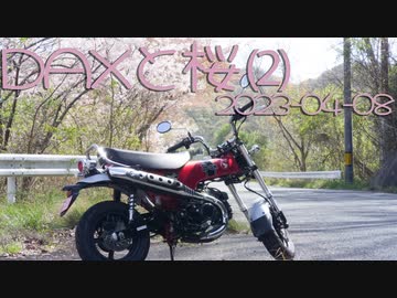 DAXと桜②| 2023-04-08_motovlog 【有響シロ & 虚音イフ】