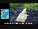 2012年の振り返り最終話、そして来月の新シリーズ・カブトエビ飼育チャレンジ予告でございます。#05