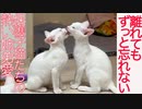 保護子猫姉弟、巣立ち決定後の惜別の愛情
