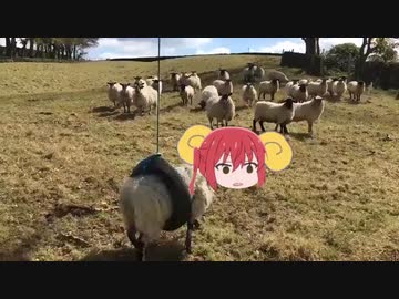 タイヤにハマっちゃった代