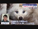 “白変種”珍しいタヌキ見つかる