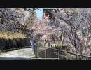 2024年5月3日 ②春の定山渓温泉で目にした満開の桜 (Full HD)