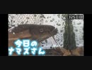 赤ちゃんなまず飼育日記 325日目