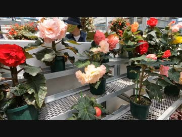 神代植物公園が無料開放だったので行ってみた