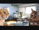 【猫ミーム】忙しすぎる子猫の一日｜びびちゃんねる