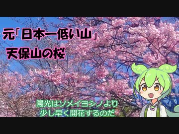小話ずんだもん その１３ 「天保山の桜」【VOICEVOX旅行】