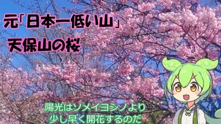 小話ずんだもん その１３ 「天保山の桜」【VOICEVOX旅行】