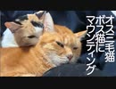 オス三毛猫、ボス猫に下剋上のマウントを仕掛ける